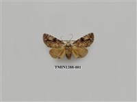 藏品(夜蛾科)的圖片